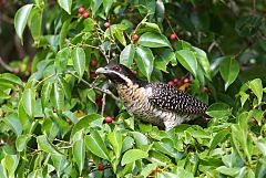 Pacific Koel